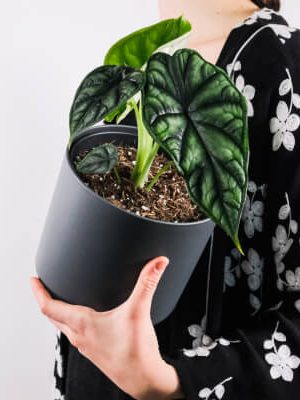 King Size Master Bedroom