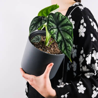 King Size Master Bedroom